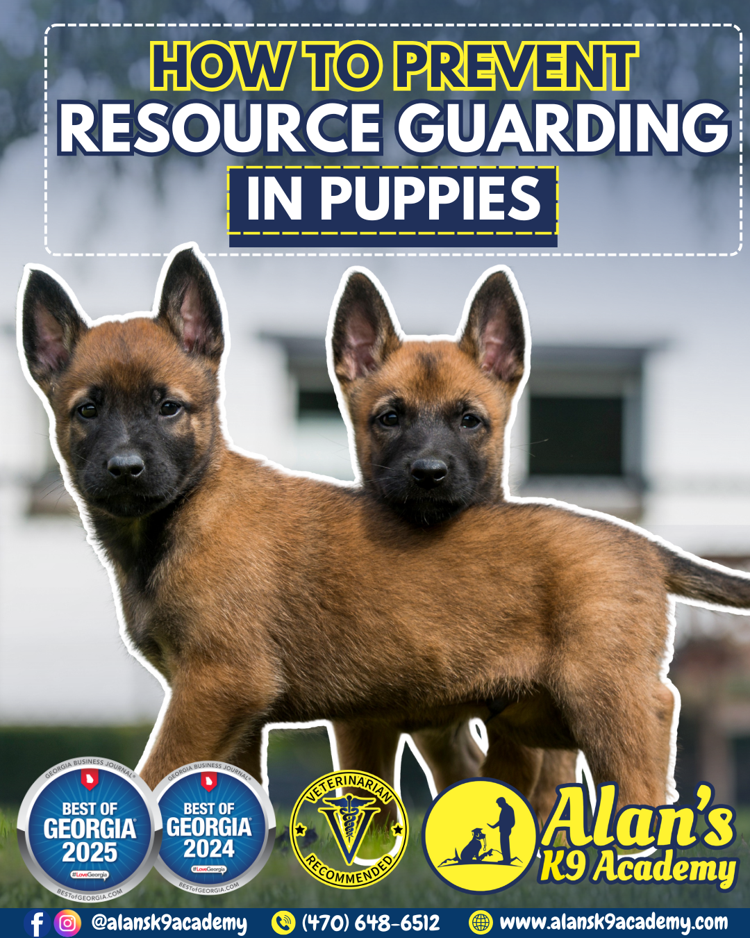 View of 🐾 How to Prevent Resource Guarding in Puppies